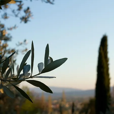 Apart Otel Degli Ulivi Assisi