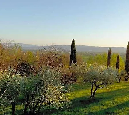 Degli Ulivi