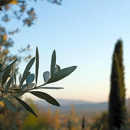 Degli Ulivi Lägenhetshotell 4*